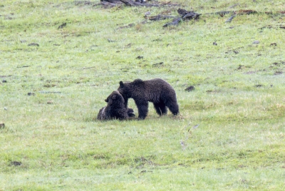 Grizzly Bears Fairy Falls Parking Lot 2025